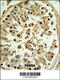 Apolipoprotein L4 antibody, 62-459, ProSci, Immunohistochemistry frozen image 