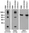 Potassium Voltage-Gated Channel Subfamily Q Member 1 antibody, 73-081, Antibodies Incorporated, Western Blot image 