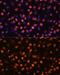 CD11b antibody, GTX32495, GeneTex, Immunofluorescence image 