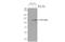 HIF-2-alpha antibody, GTX632015, GeneTex, Western Blot image 