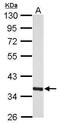 Myo-Inositol Oxygenase antibody, PA5-30650, Invitrogen Antibodies, Western Blot image 