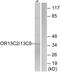 Olfactory Receptor Family 13 Subfamily C Member 2 antibody, PA5-39803, Invitrogen Antibodies, Western Blot image 