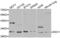 Syndecan 1 antibody, abx001147, Abbexa, Western Blot image 