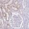 Transmembrane Protein 246 antibody, PA5-52817, Invitrogen Antibodies, Immunohistochemistry paraffin image 