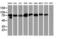 Signal Transducer And Activator Of Transcription 5A antibody, LS-B10045, Lifespan Biosciences, Western Blot image 