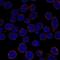 TNF Alpha Induced Protein 3 antibody, NBP2-68857, Novus Biologicals, Immunofluorescence image 