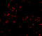 Scavenger Receptor Class A Member 5 antibody, A09571, Boster Biological Technology, Immunofluorescence image 