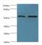 Golgi Associated PDZ And Coiled-Coil Motif Containing antibody, MBS1493544, MyBioSource, Western Blot image 