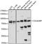 Collagen Type IV Alpha 3 Binding Protein antibody, A15376, ABclonal Technology, Western Blot image 