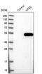 Nuclear Factor, Erythroid 2 antibody, PA5-51659, Invitrogen Antibodies, Western Blot image 