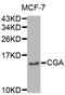 Chromogranin A antibody, orb49142, Biorbyt, Western Blot image 