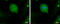 Intraflagellar Transport 20 antibody, GTX117031, GeneTex, Immunofluorescence image 