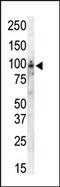 Protein Kinase C Theta antibody, AP13558PU-N, Origene, Western Blot image 