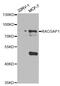 Rac GTPase Activating Protein 1 antibody, MBS2522560, MyBioSource, Western Blot image 