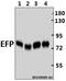 Tripartite Motif Containing 25 antibody, GTX66657, GeneTex, Western Blot image 
