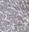 Complement C3 antibody, FNab01103, FineTest, Immunohistochemistry frozen image 