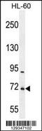 WD Repeat Domain 93 antibody, 55-882, ProSci, Western Blot image 