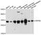 SRP Receptor Subunit Beta antibody, A10591, ABclonal Technology, Western Blot image 