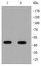 Interferon Regulatory Factor 1 antibody, NBP2-67330, Novus Biologicals, Western Blot image 