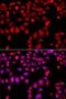 Cdc42 Guanine Nucleotide Exchange Factor 9 antibody, PA5-76313, Invitrogen Antibodies, Immunofluorescence image 