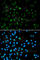 Enhancer Of Zeste 1 Polycomb Repressive Complex 2 Subunit antibody, A5818, ABclonal Technology, Immunofluorescence image 