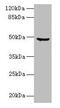 Carboxypeptidase A2 antibody, CSB-PA005876LA01HU, Cusabio, Western Blot image 