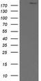 SNF2 Histone Linker PHD RING Helicase antibody, TA501445, Origene, Western Blot image 