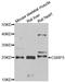 Muscle LIM protein antibody, LS-C334803, Lifespan Biosciences, Western Blot image 