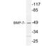 Bone Morphogenetic Protein 7 antibody, LS-C177715, Lifespan Biosciences, Western Blot image 