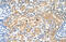 Tetraspanin 5 antibody, ARP46640_P050, Aviva Systems Biology, Immunohistochemistry frozen image 