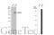 V-Set Immunoregulatory Receptor antibody, GTX104081, GeneTex, Western Blot image 