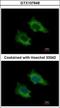 Phosphoribosyl Pyrophosphate Synthetase Associated Protein 2 antibody, GTX107648, GeneTex, Immunocytochemistry image 