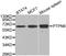 Protein Tyrosine Phosphatase Non-Receptor Type 6 antibody, A1446, ABclonal Technology, Western Blot image 