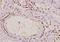 Lipase E, Hormone Sensitive Type antibody, GTX33957, GeneTex, Immunohistochemistry paraffin image 