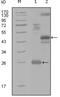 Mitogen-Activated Protein Kinase Kinase Kinase Kinase 4 antibody, NBP1-28854, Novus Biologicals, Western Blot image 