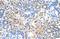 Solute Carrier Family 25 Member 45 antibody, A14907, Boster Biological Technology, Immunohistochemistry frozen image 
