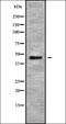 NPR2 Like, GATOR1 Complex Subunit antibody, orb336254, Biorbyt, Western Blot image 