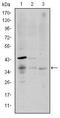 CD1a Molecule antibody, MA5-15828, Invitrogen Antibodies, Western Blot image 