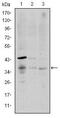 CD1a Molecule antibody, MA5-15828, Invitrogen Antibodies, Western Blot image 