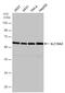 Solute Carrier Family 19 Member 2 antibody, PA5-78332, Invitrogen Antibodies, Western Blot image 