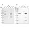 3-Hydroxy-3-Methylglutaryl-CoA Synthase 2 antibody, NBP2-33907, Novus Biologicals, Western Blot image 