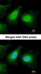 Unc-51 Like Autophagy Activating Kinase 2 antibody, orb73864, Biorbyt, Immunofluorescence image 
