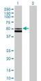 Alpha-L-Fucosidase 2 antibody, H00002519-B01P, Novus Biologicals, Western Blot image 