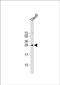 Family With Sequence Similarity 3 Member B antibody, PA5-72488, Invitrogen Antibodies, Western Blot image 