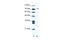 Mastermind Like Domain Containing 1 antibody, 28-037, ProSci, Western Blot image 