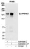 Diphosphoinositol Pentakisphosphate Kinase 1 antibody, A304-921A, Bethyl Labs, Immunoprecipitation image 