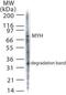 MutY DNA Glycosylase antibody, NB600-1032, Novus Biologicals, Western Blot image 