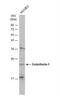 Endothelin 1 antibody, NBP1-33613, Novus Biologicals, Western Blot image 