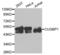 CUGBP Elav-Like Family Member 1 antibody, abx004623, Abbexa, Western Blot image 