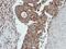 Cathepsin S antibody, LS-C185582, Lifespan Biosciences, Immunohistochemistry frozen image 